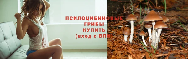 PSILOCYBIN Новокубанск